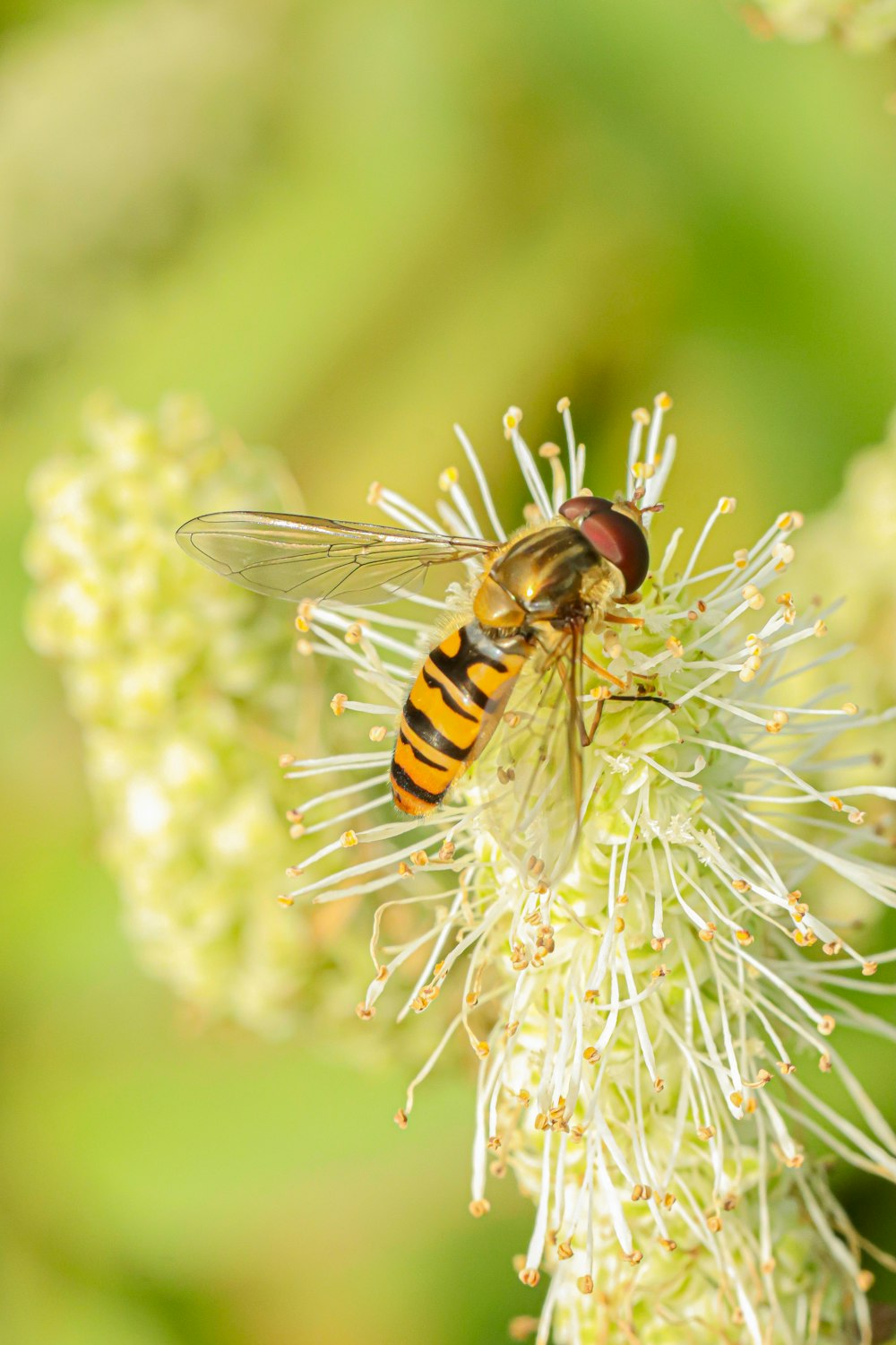 a close up of a bee on a flower