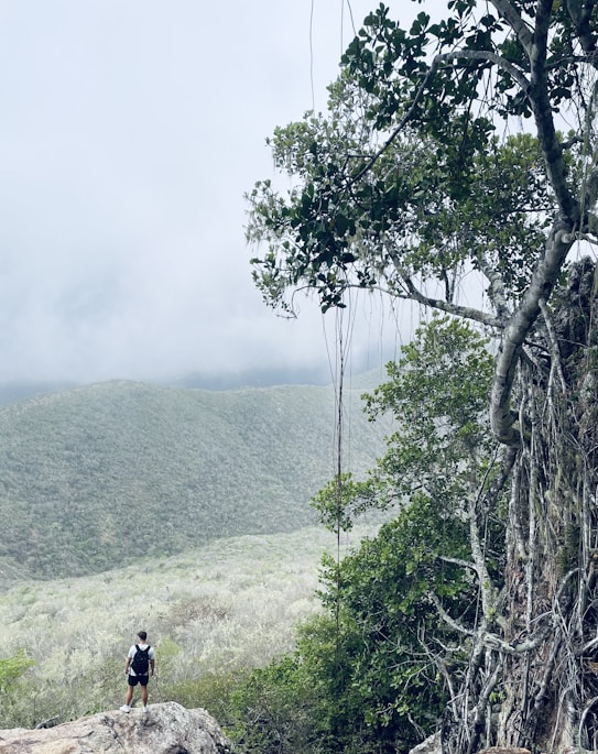 A lone hiker stands on a rocky outcrop, gazing at a vast expanse of rolling, mist-covered hills and dense, lush greenery. Tall, mature trees with sprawling branches and hanging vines frame the foreground.