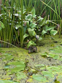 Wetland restoration site showing newly planted native plants thriving in shallow water