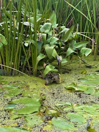 Researchers gathering water and soil samples in a lush wetland environment.