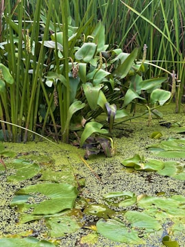 Researchers gathering water and soil samples in a lush wetland environment.