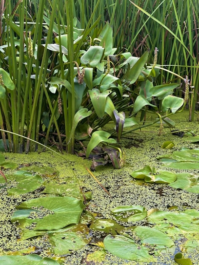 A vibrant wetland at sunrise, teeming with diverse aquatic plants and birds.