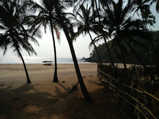 a beach with palm trees and a fence
