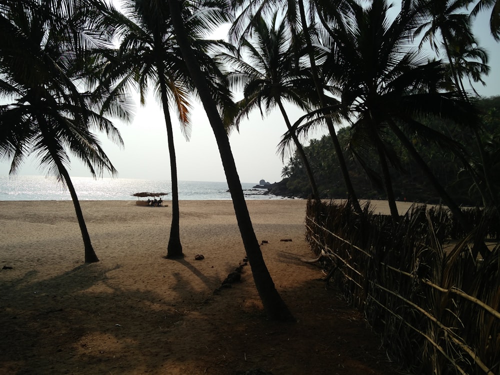 una spiaggia con palme e una recinzione