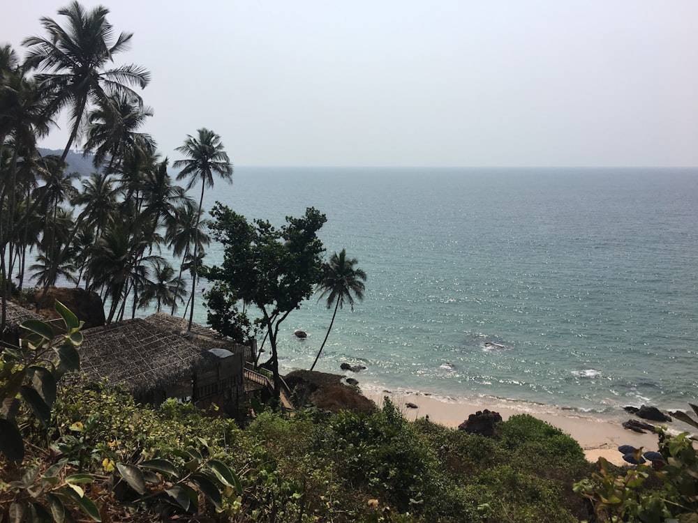 Una vista de una playa con palmeras y el océano