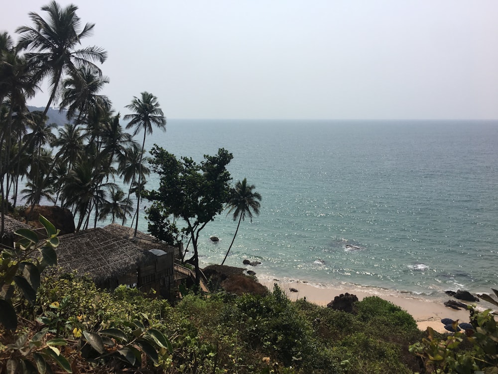 a view of a beach with palm trees and the ocean