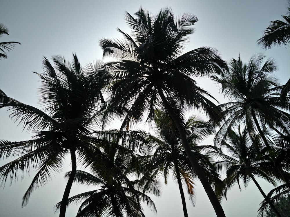 a group of palm trees against a gray sky