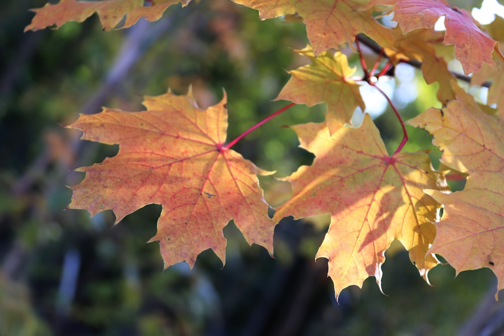 a close up of some leaves on a tree