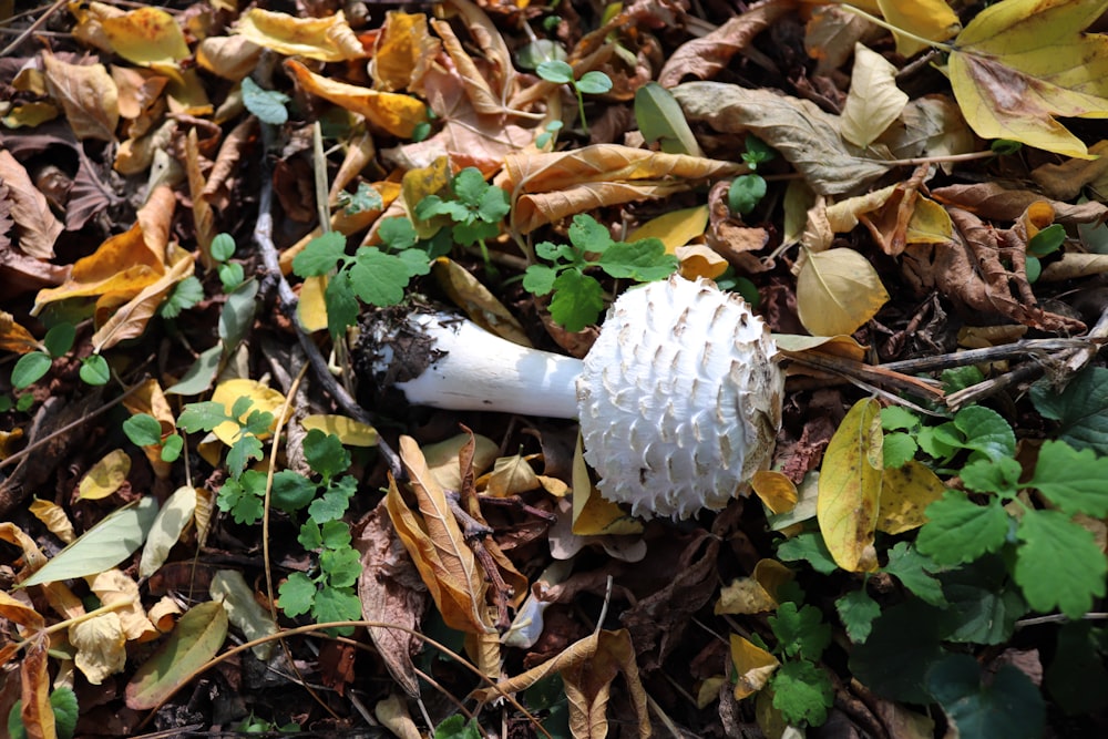 a mushroom is laying on the ground surrounded by leaves