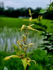 Video still of a farmer inspecting stressed plants in a field.