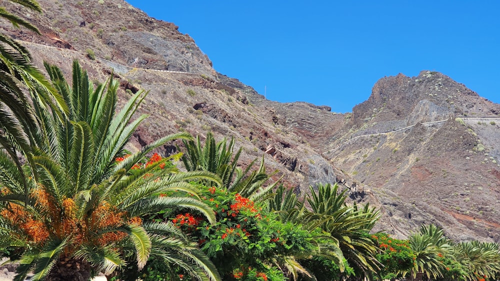 a group of palm trees in front of a mountain