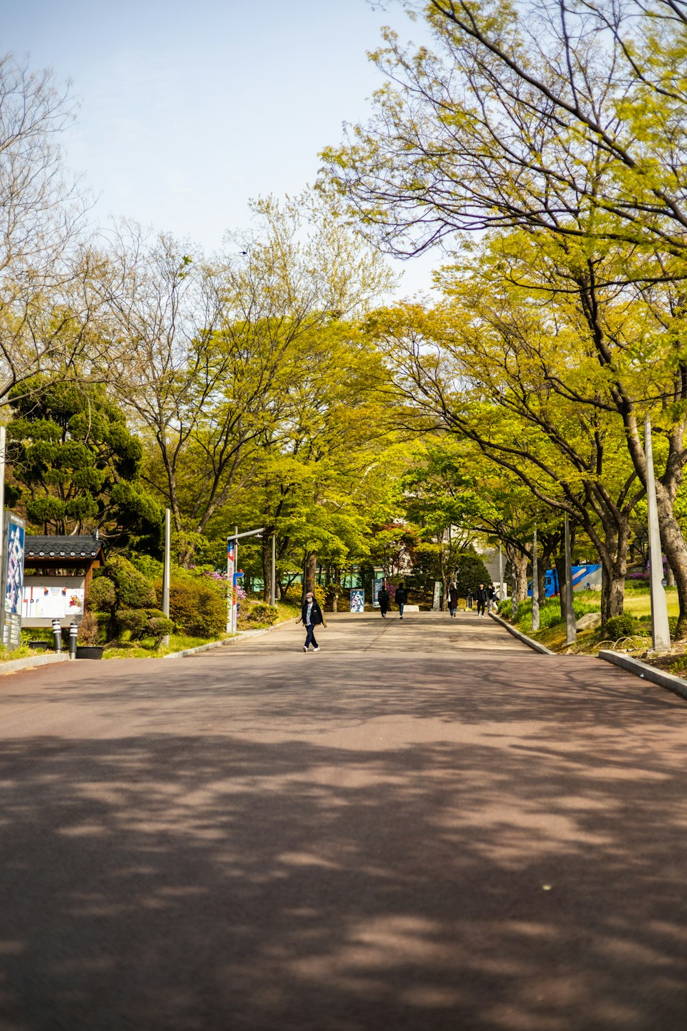 a person riding a skateboard down a tree lined street