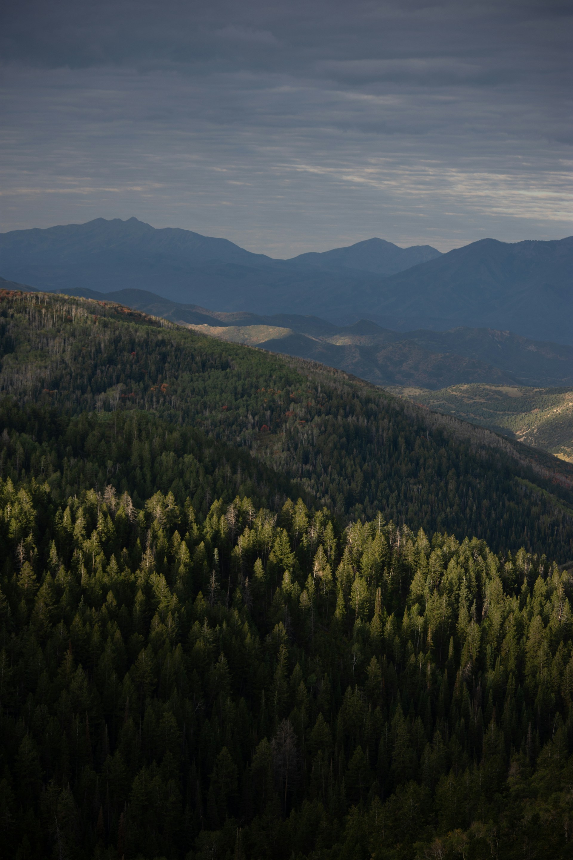a view of a forest with mountains in the background