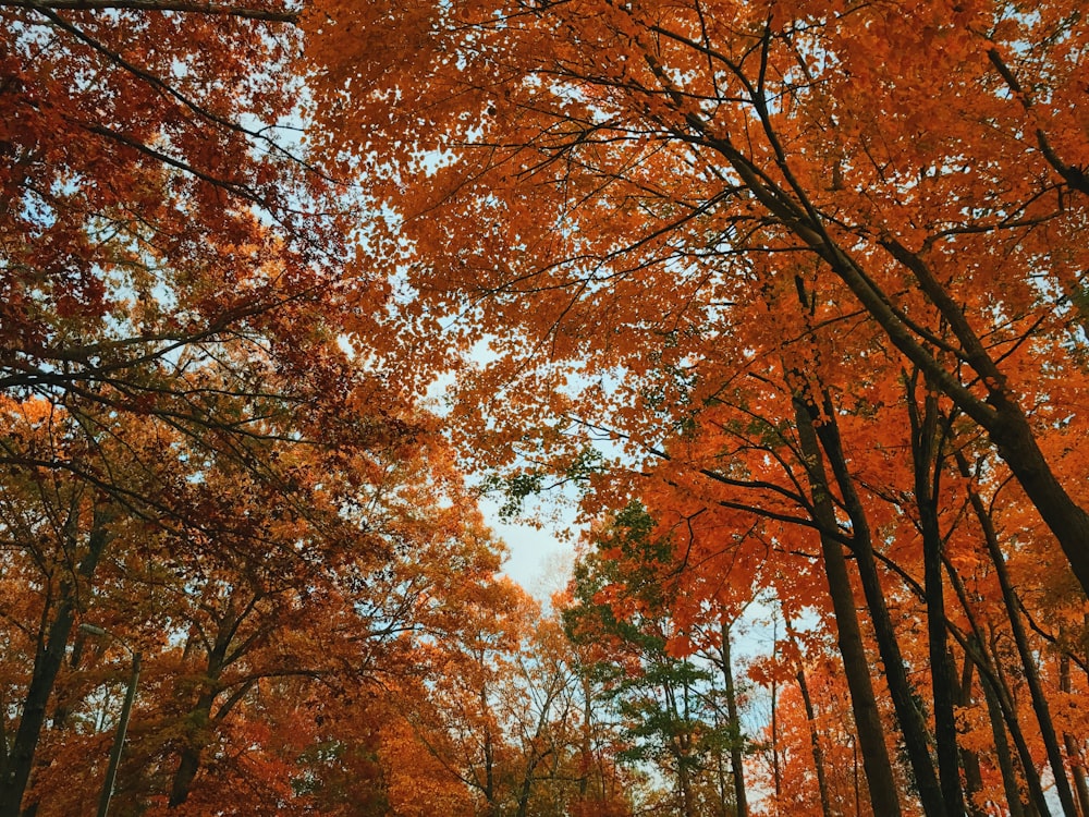 a forest filled with lots of trees covered in orange leaves