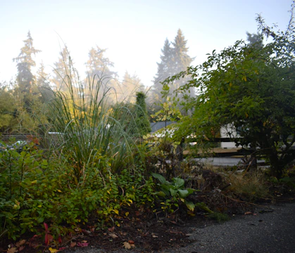 A serene community garden with volunteers planting young trees under soft morning light.