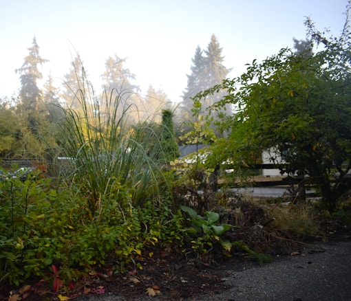 A serene garden scene featuring lush green vegetation with tall grass and shrubs. In the background, evergreen trees are visible through a light, misty atmosphere, creating a calm and peaceful ambiance. The early morning light gently illuminates the foliage.