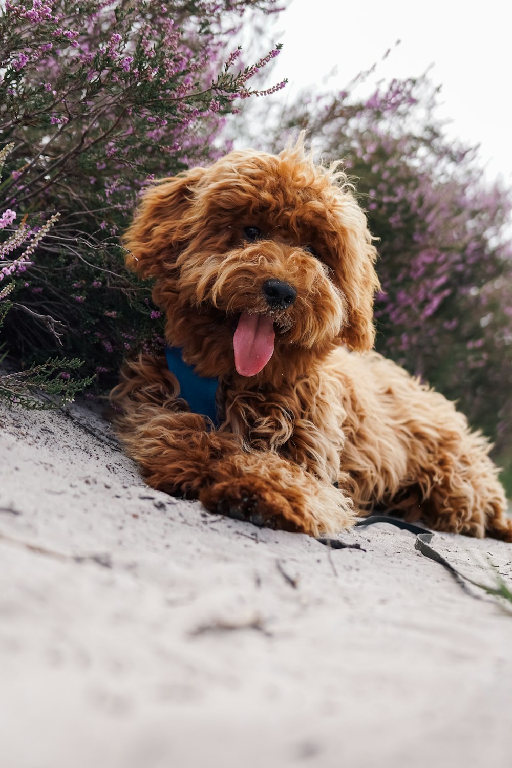 a brown dog laying on top of a sandy beach