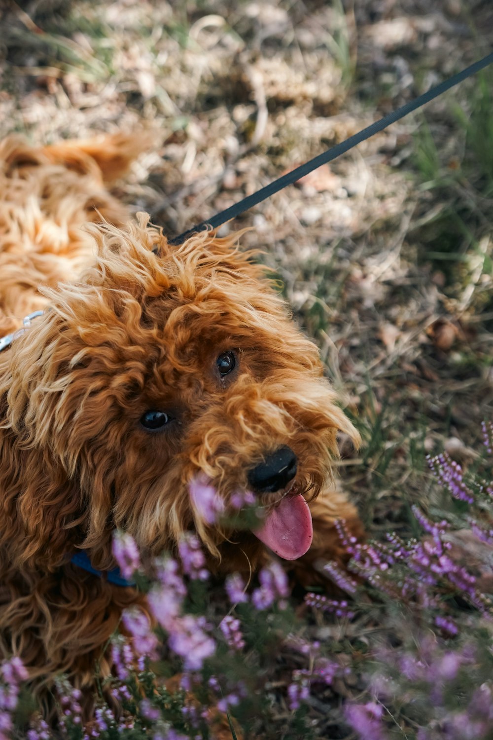 a brown dog laying on top of a field of purple flowers