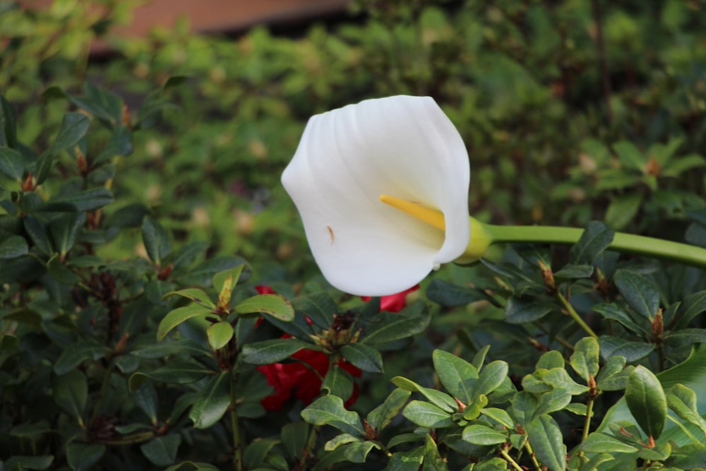 a white flower with a yellow stamen in a garden