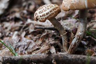 Two mushrooms with textured caps are growing on the forest floor among dry leaves and twigs. One mushroom has a distinctive crisscross pattern on its cap. The background is a blur of brownish tones, typical of forest debris, with a hint of green grass.