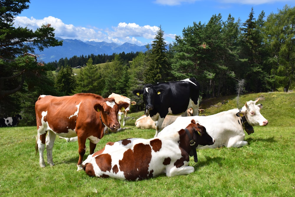 una mandria di mucche adagiata in cima a un rigoglioso campo verde