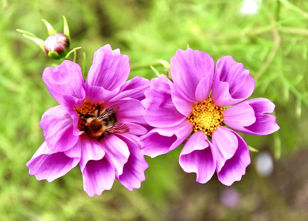 two purple flowers with a bee on them