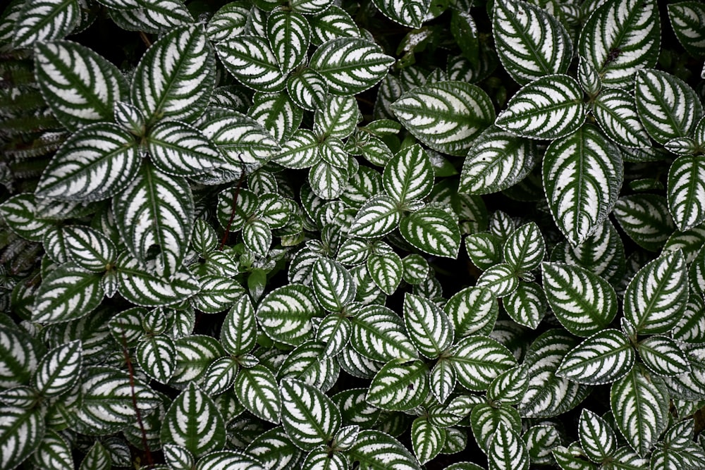 a group of green and white leaves on a plant