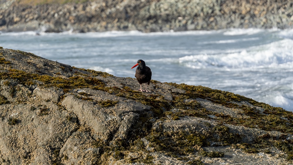 a bird sitting on top of a rock next to the ocean