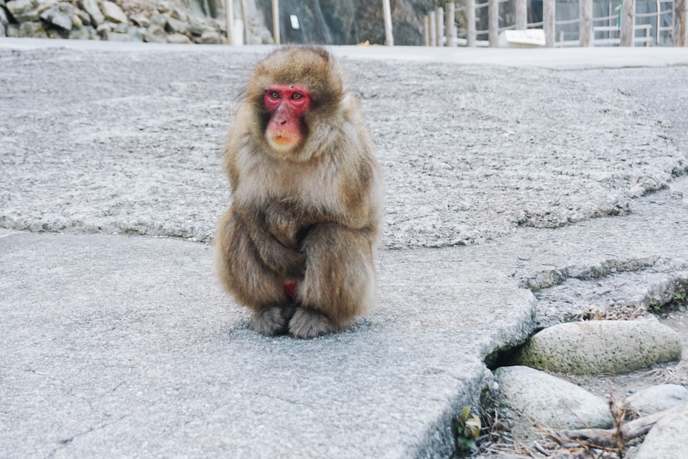 a monkey sitting on a rock in a zoo