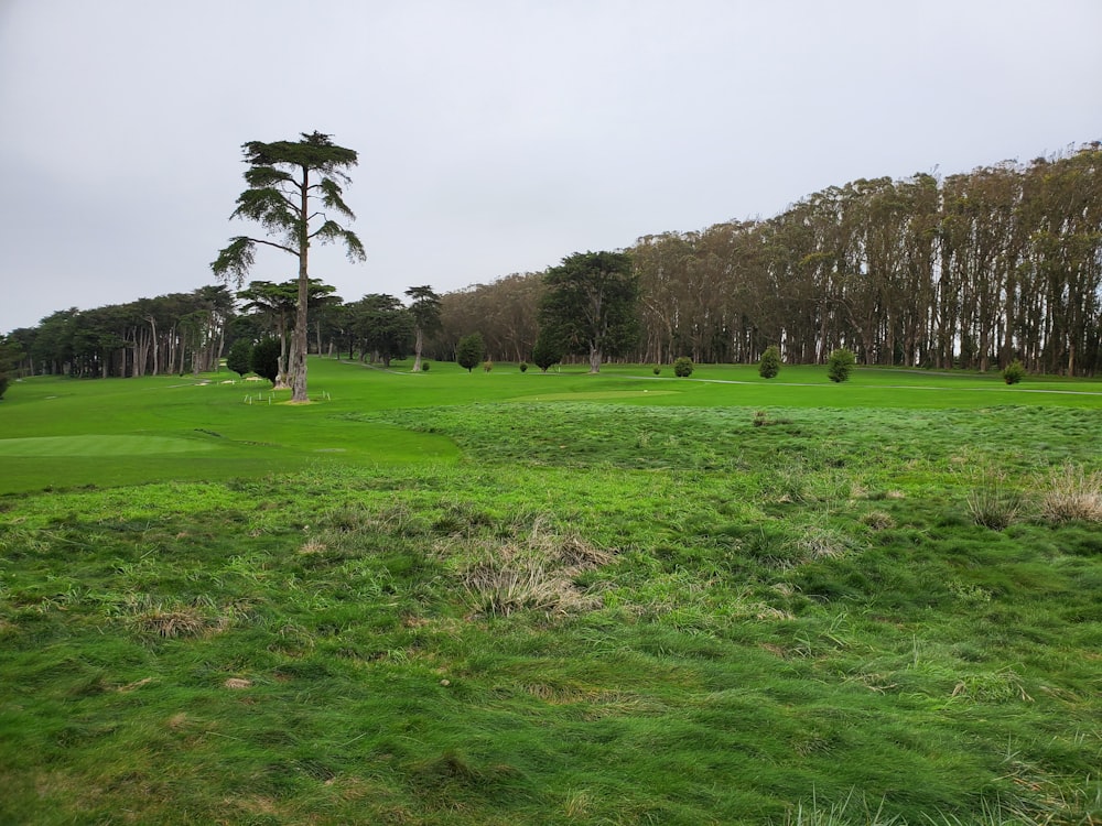 a green golf course with trees in the background