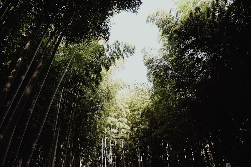 Un camino bordeado de muchos árboles altos de bambú