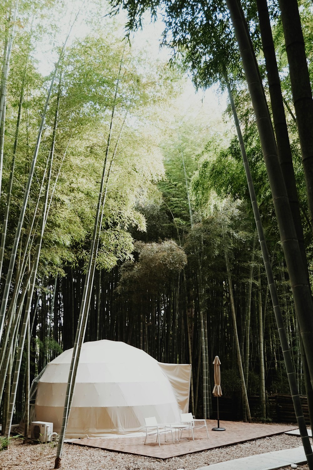 a tent in the middle of a bamboo forest