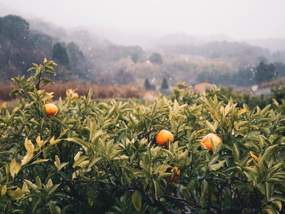 oranges growing on a tree in the rain