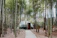 A serene white geodesic dome nestled amidst lush green jungle foliage under soft sunlight.