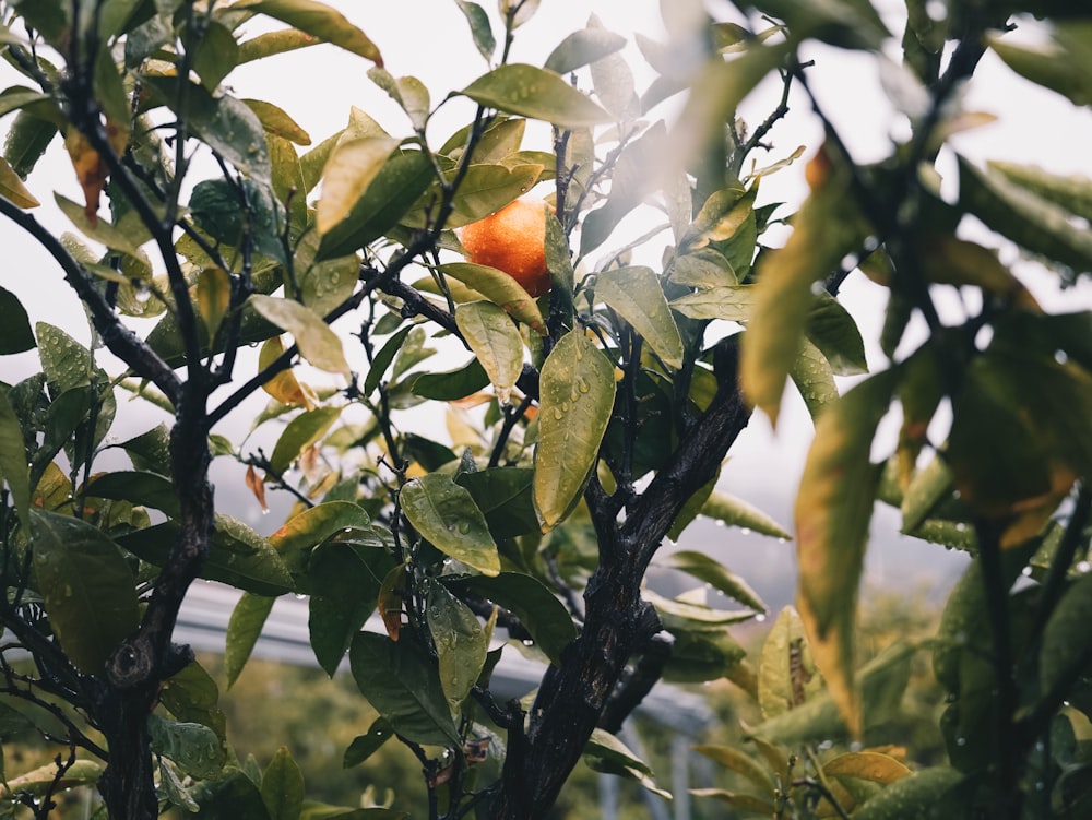 an orange growing on a tree in an orchard