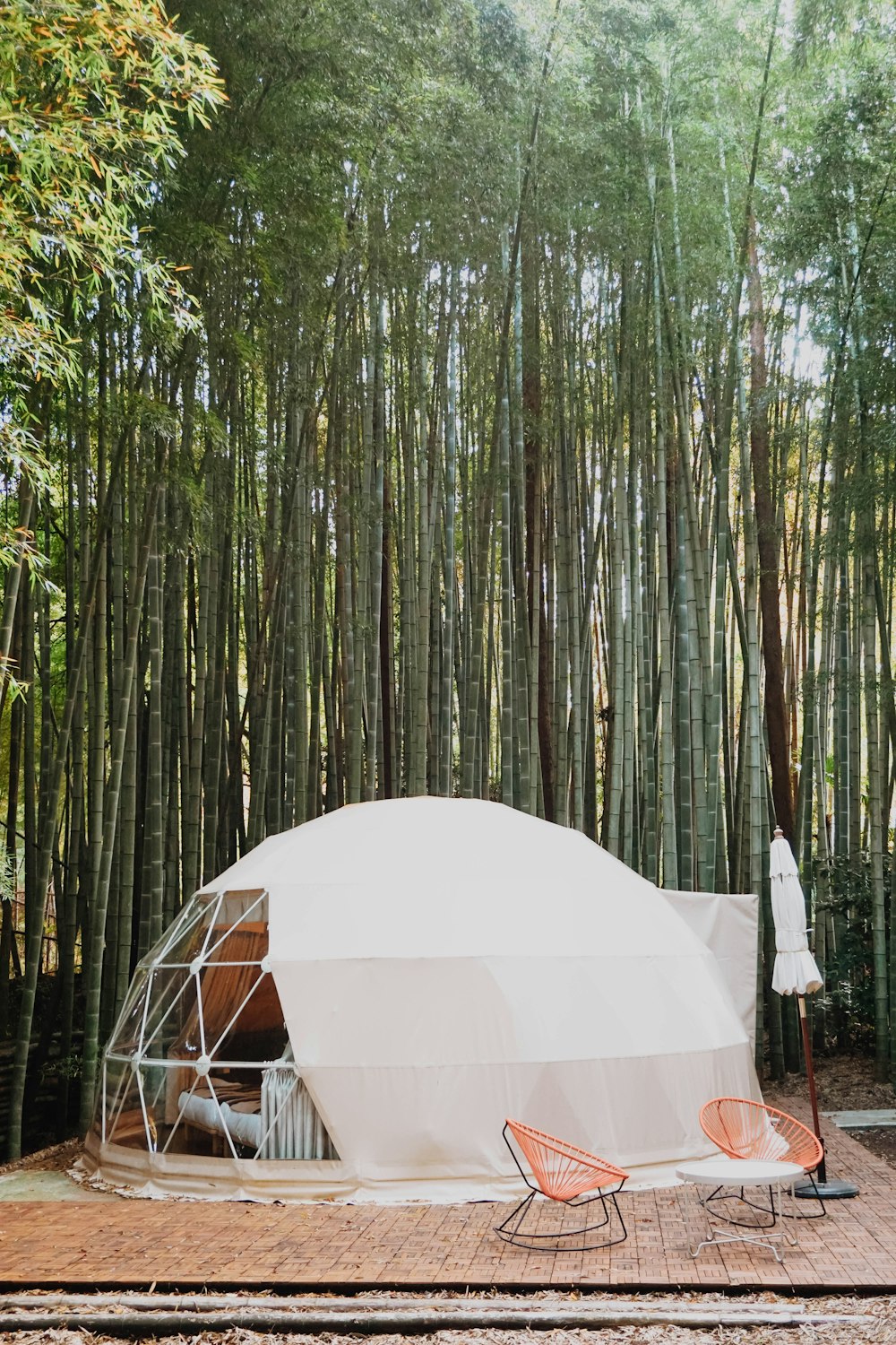 Una tienda de campaña en medio de un bosque de bambú