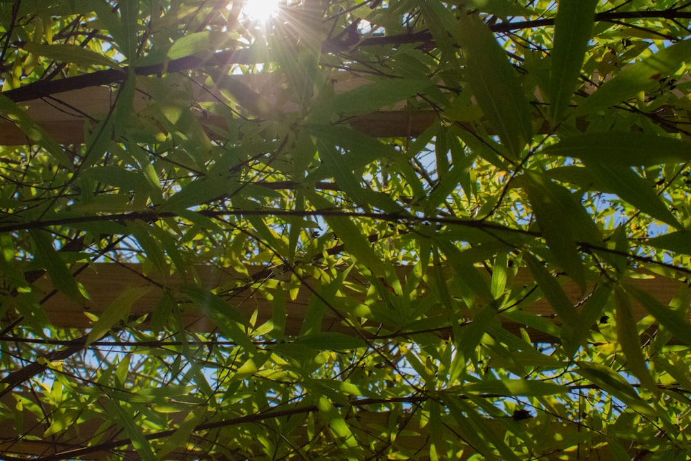 the sun shines through the leaves of a tree