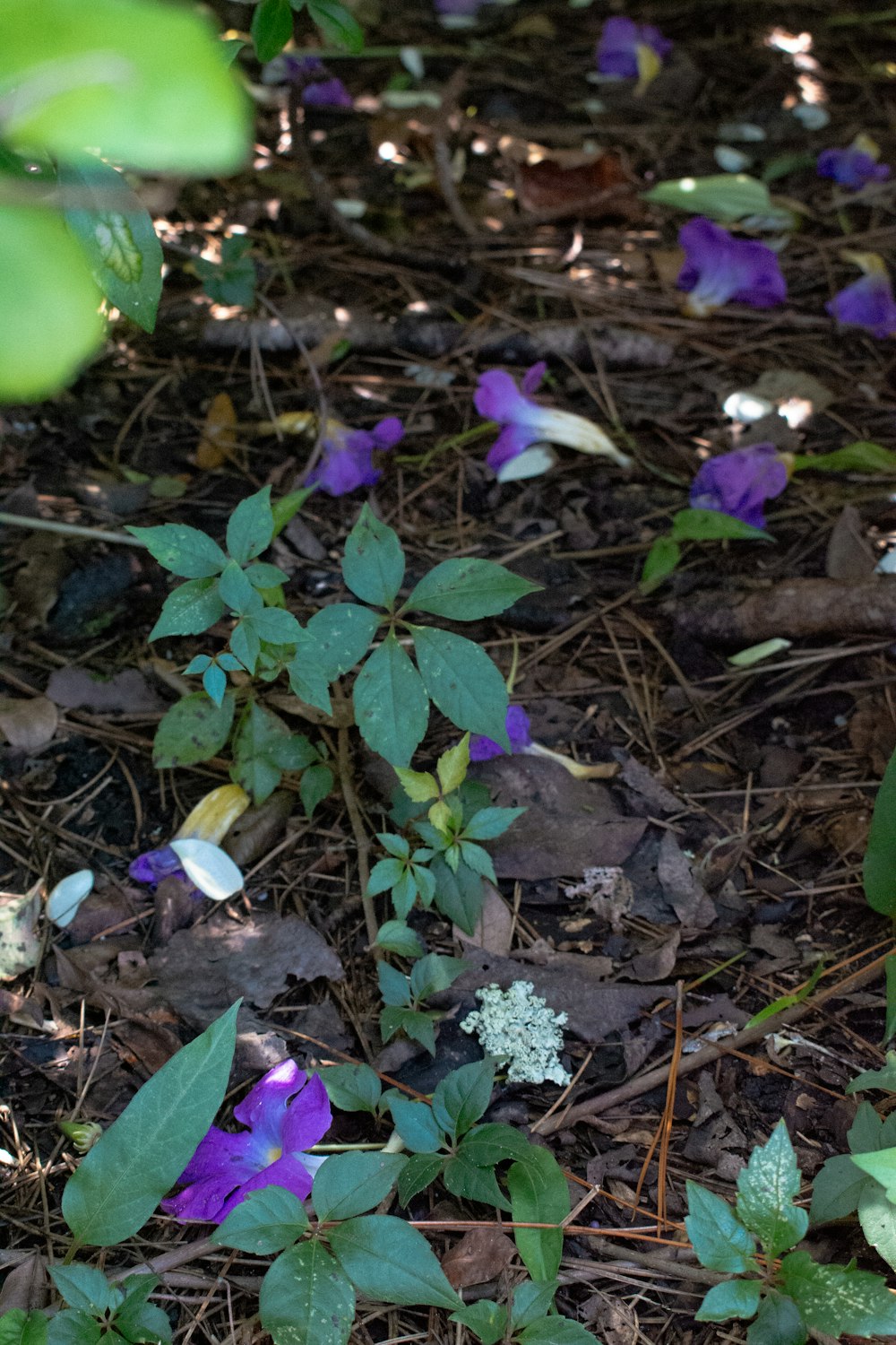small purple flowers are growing in the woods