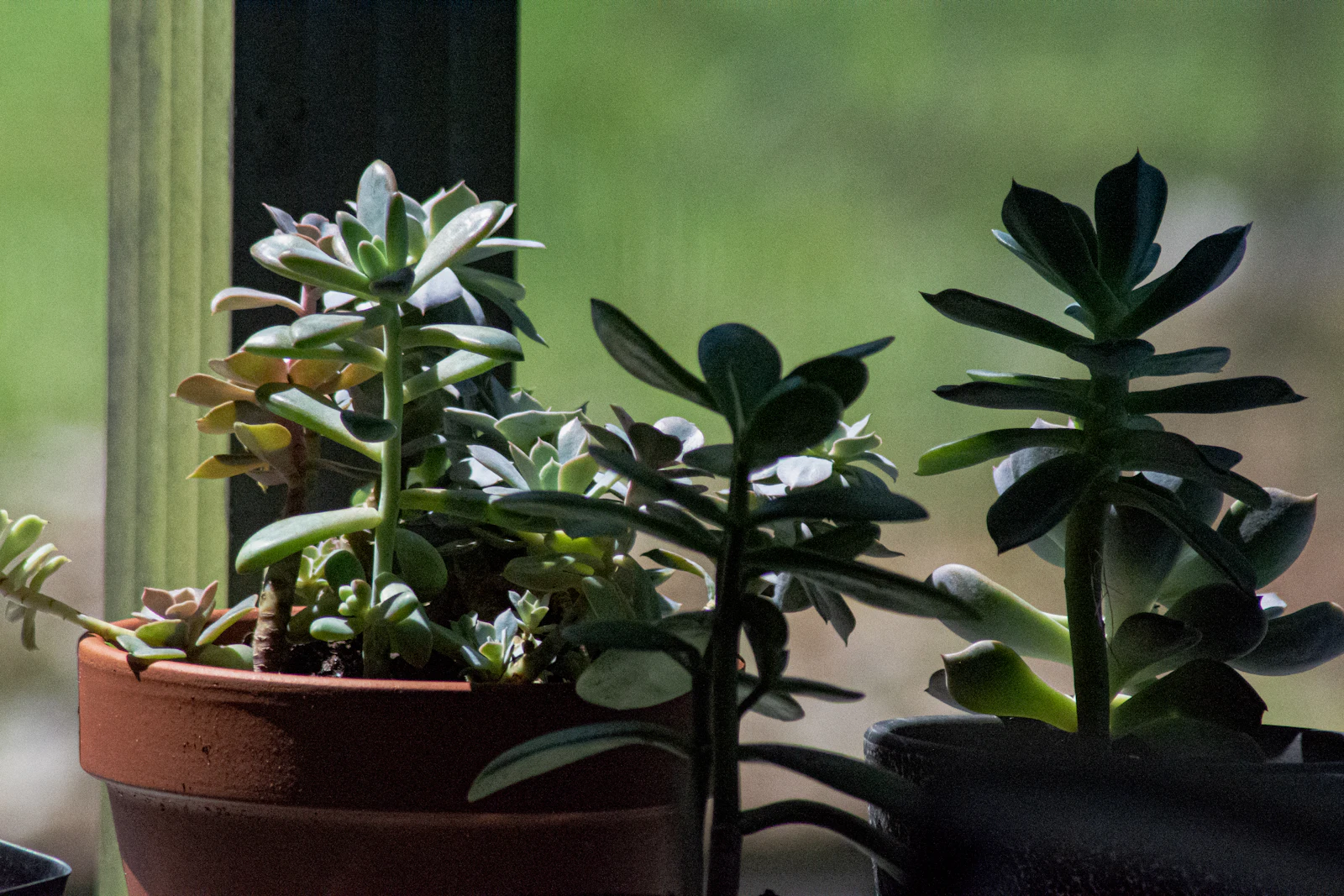 A couple of plants sitting on a sunlit window sill