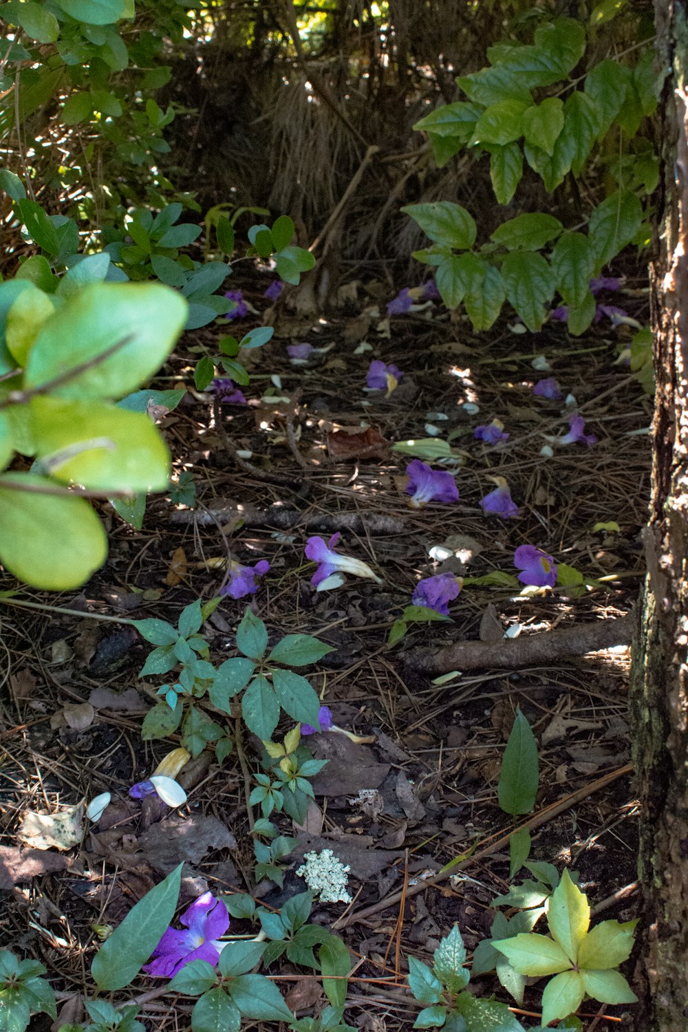 a bunch of flowers that are on the ground