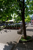 A tree provides shade on a paved walkway in an urban setting, with pigeons gathered on the ground. Nearby, there is a bench and a series of planters with small plants. In the background, people can be seen walking along the street, and parked cars line the road.
