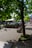 A tree provides shade on a paved walkway in an urban setting, with pigeons gathered on the ground. Nearby, there is a bench and a series of planters with small plants. In the background, people can be seen walking along the street, and parked cars line the road.