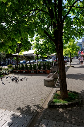 A tree provides shade on a paved walkway in an urban setting, with pigeons gathered on the ground. Nearby, there is a bench and a series of planters with small plants. In the background, people can be seen walking along the street, and parked cars line the road.