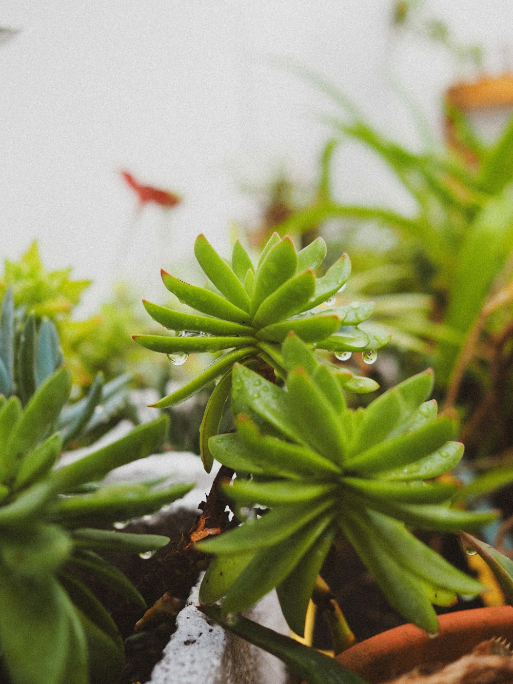 a close up of some plants with water droplets on them