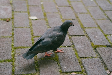 Cum să-ți Creezi un Site pentru Blogul Tău despre Porumbei de Rasă