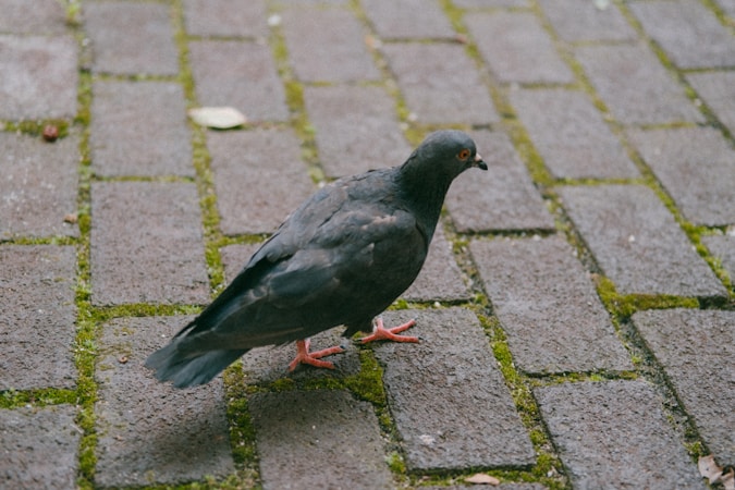 Cum să-ți Creezi un Site pentru Blogul Tău despre Porumbei de Rasă