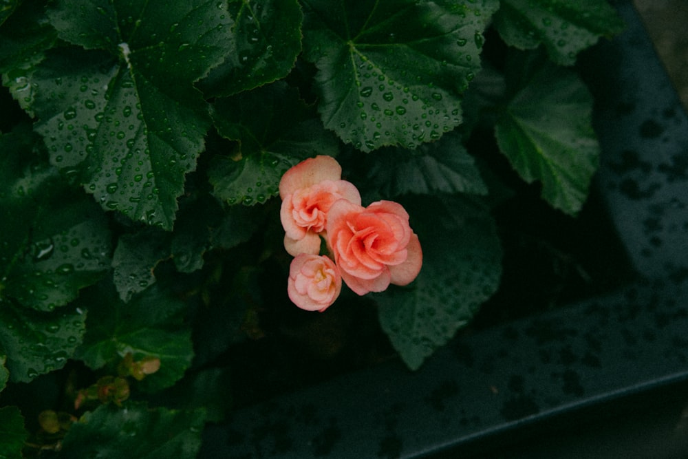 a close up of some pink flowers on a plant