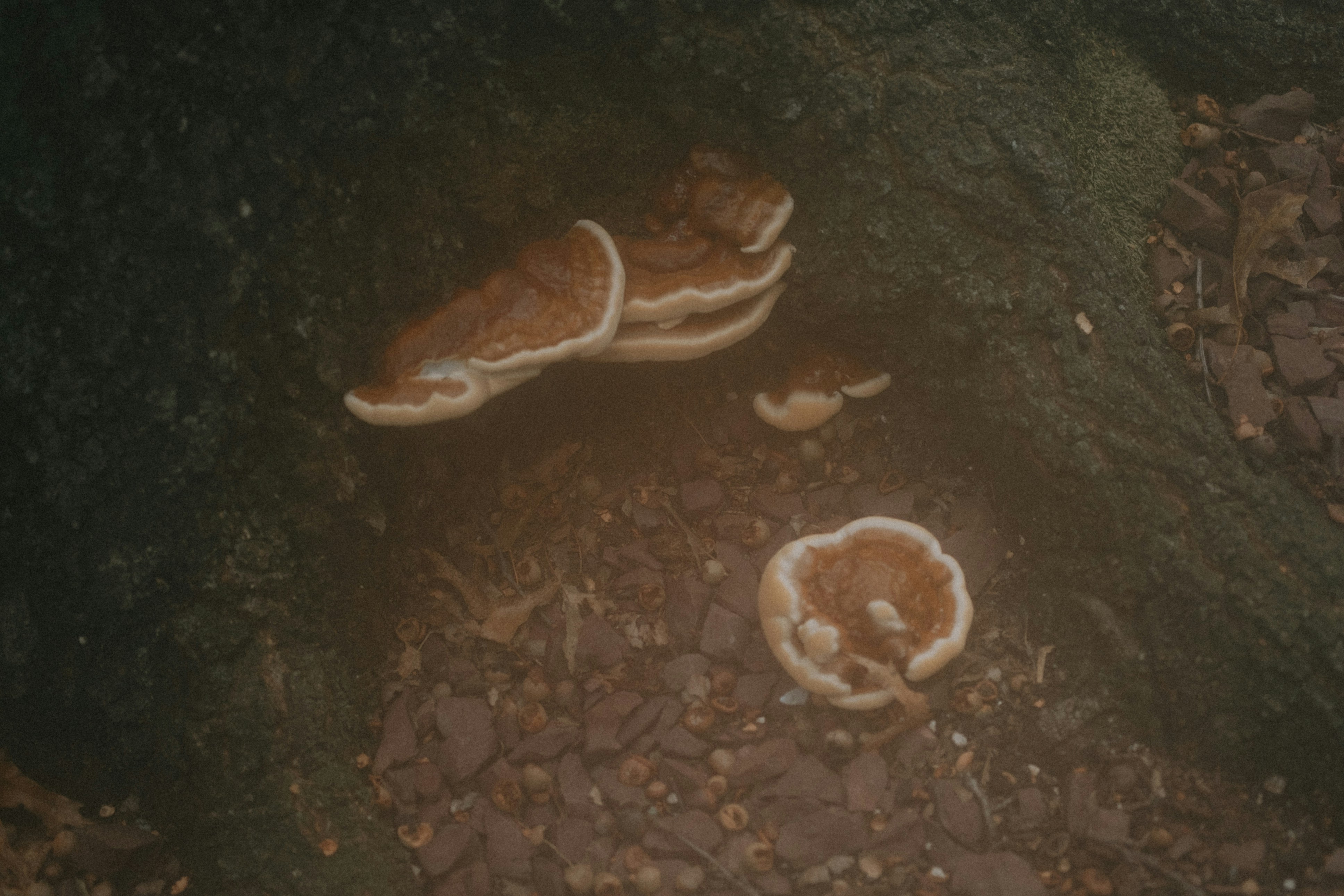 a couple of mushrooms that are on the ground