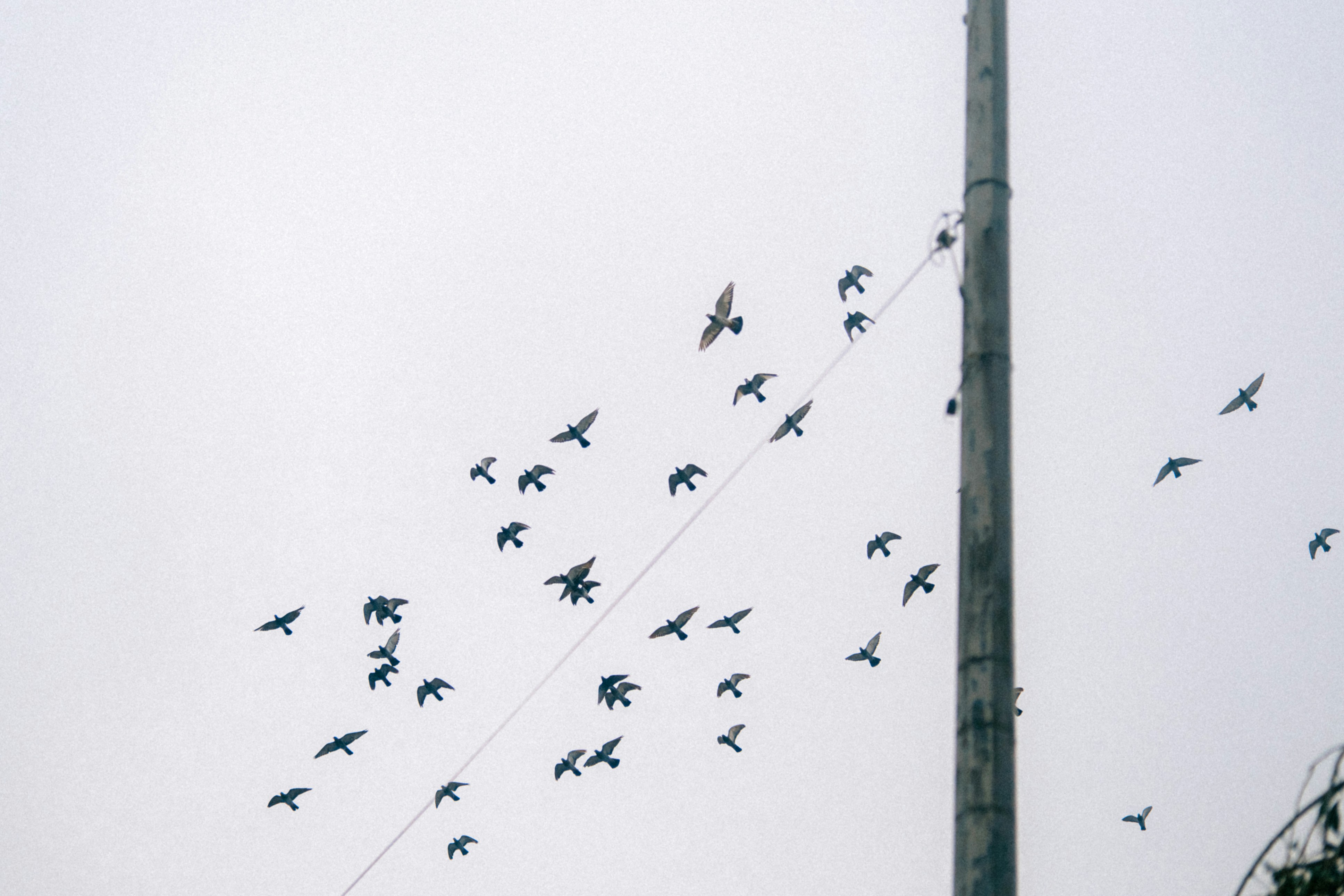 A wildlife photograph of a bird in flight.