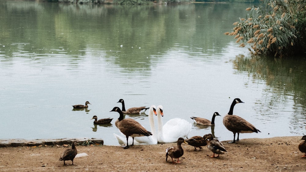 a group of ducks and geese near a body of water